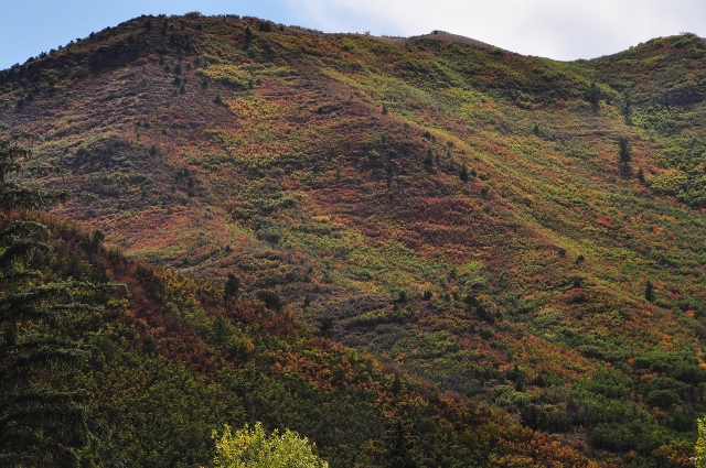an autumn-colored hillside along the Highway 82